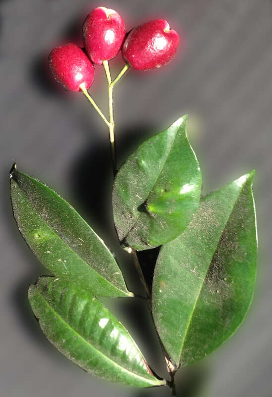 Syzygium paniculatum, also known as Eugenia paniculata and magenta lily pilly, native to rainforests in New South Wales. Used as an ornamental hedge plant on other continents.