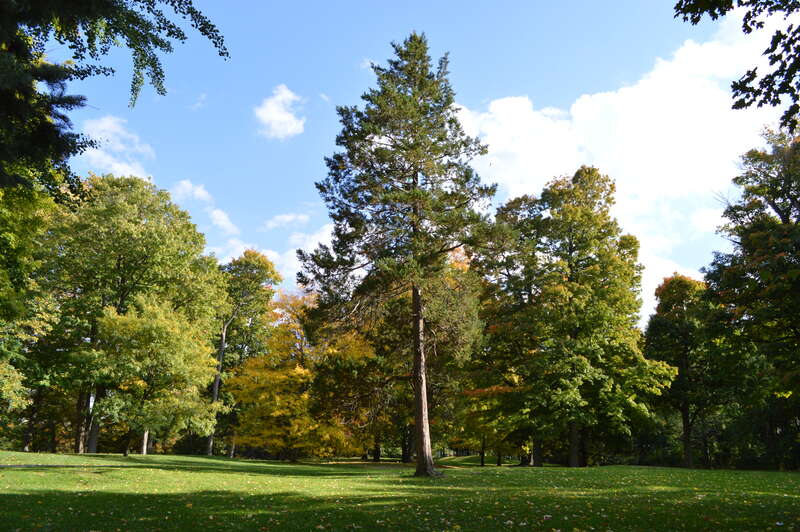 Thornden Park