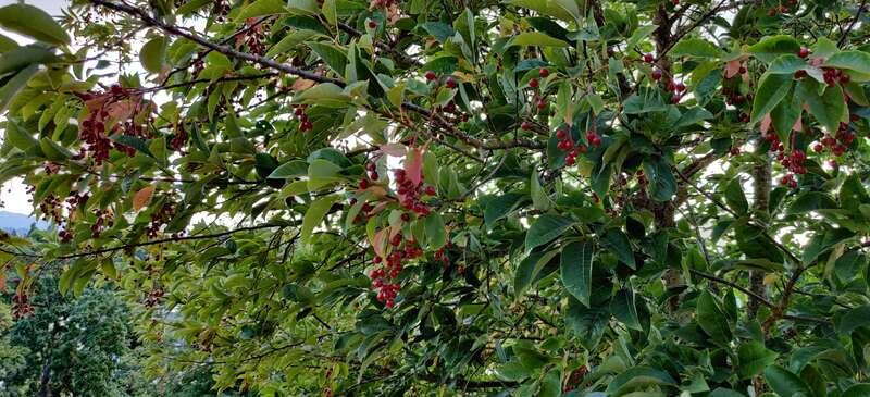 Berries that have not yet been identified, found on Skinner Butte. Planning to seek help from the reference desk.