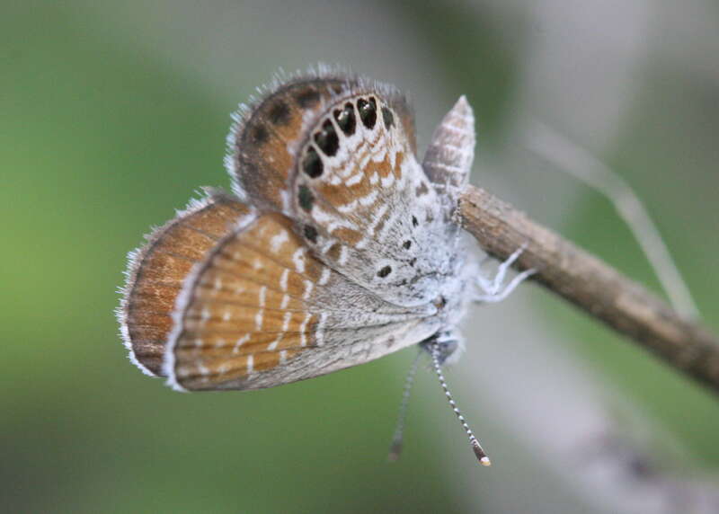 Western pygmy blue (Brephidium exilis)