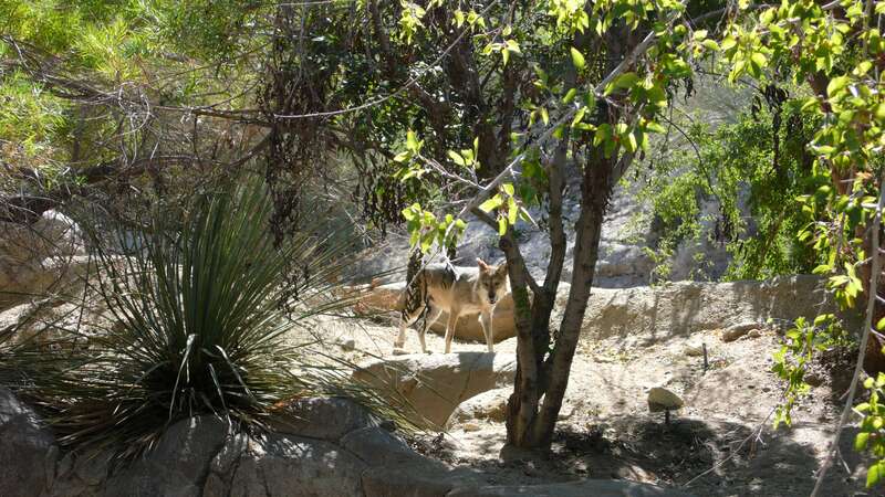 Wolf @ The Living Desert