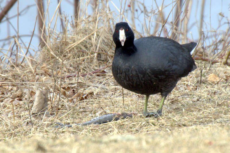It was one very excited Coot.

Dundee, IL