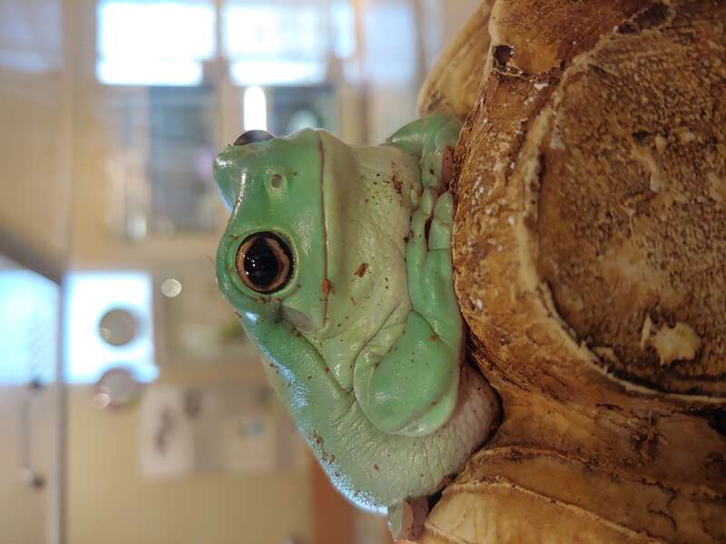 White's Tree Frog