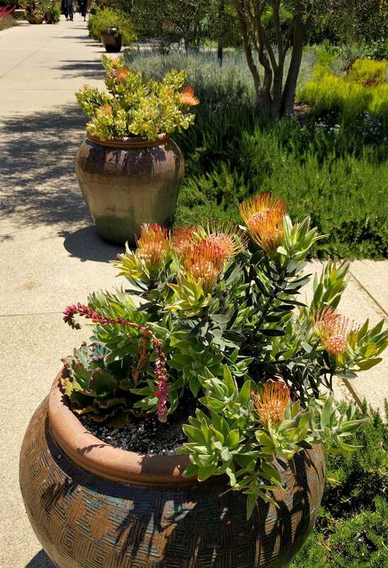 The Desert Garden here is world-famous and far exceeds every expectation. Not only are the specimens massive and rare, but they are arranged with an exceptional eye for composition. The Chinese Garden is overwhelming in its beauty, size and