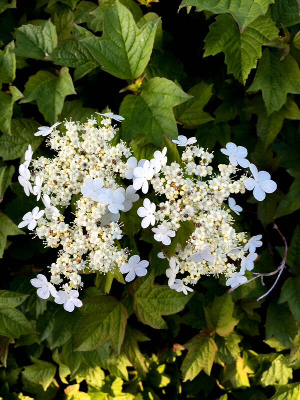 20160506--IMG_1778.jpg