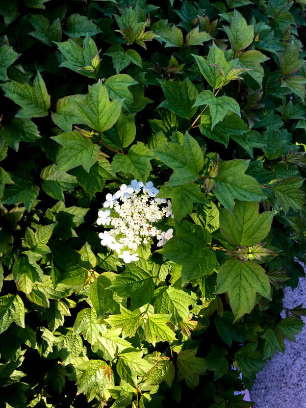 20160506--IMG_1779.jpg