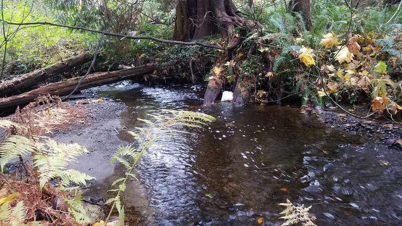 Kelsey Creek in Bellevue's Crossroads neighborhood in November of 2017.