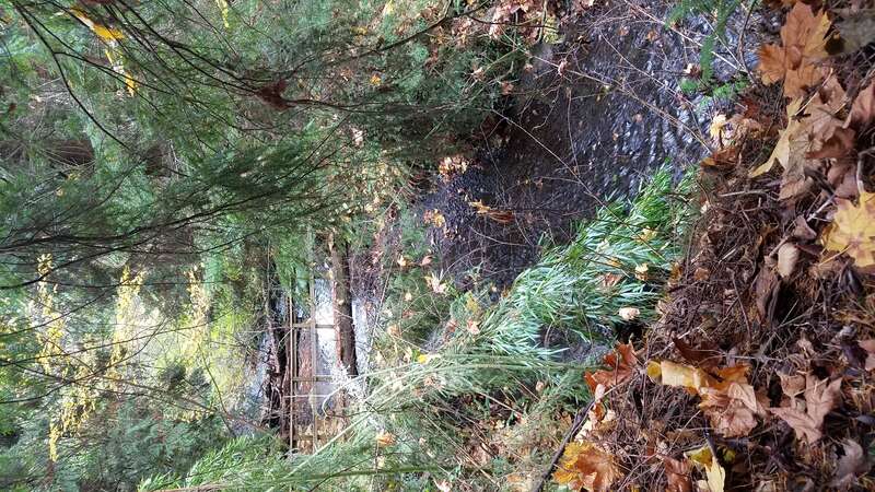 Kelsey Creek in Bellevue's Crossroads neighborhood in November of 2017.
