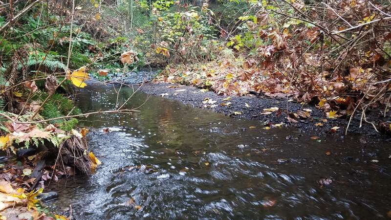 Kelsey Creek in Bellevue's Crossroads neighborhood in November of 2017.