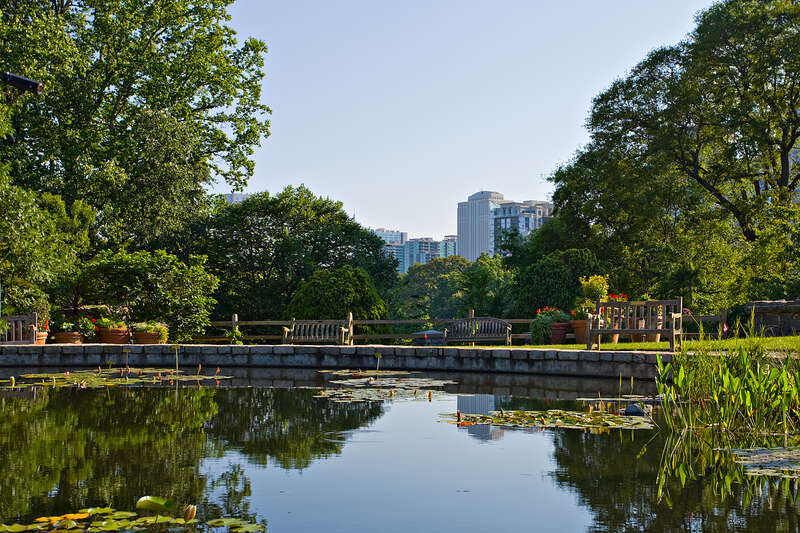 Aquatic plants pond