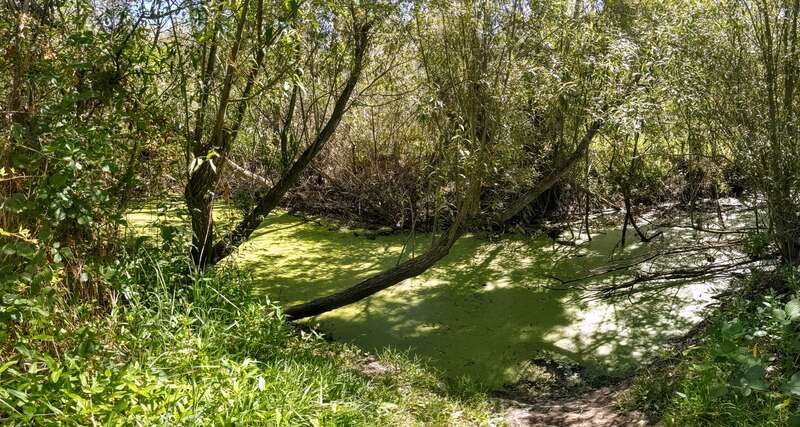 A swampy region (cienega) of Atascadero Creek, in Ragle Ranch Regional Park, in Sebastopol, Sonoma County, California