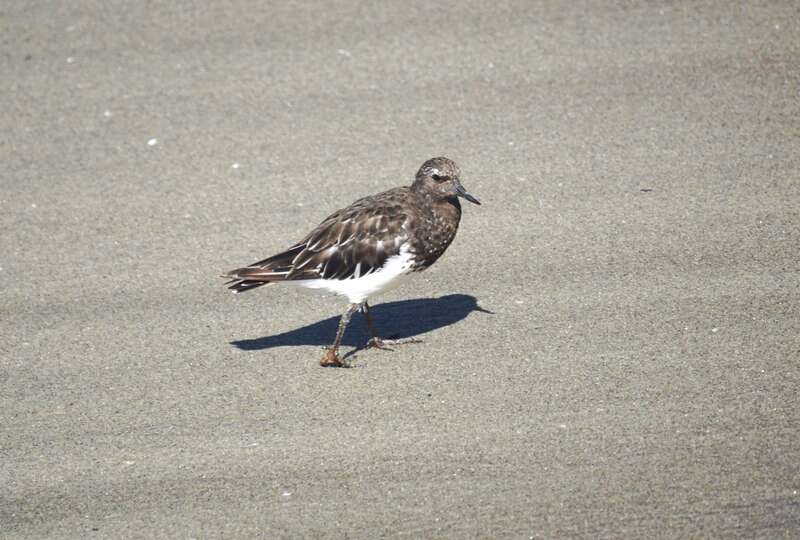 Laguna Beach. CA