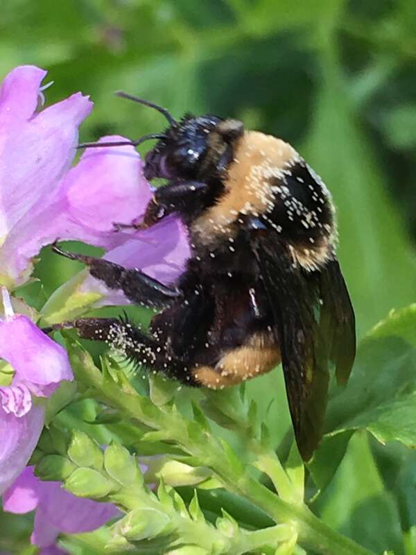 Black-and-gold Bumble Bee (Bombus auricomus)