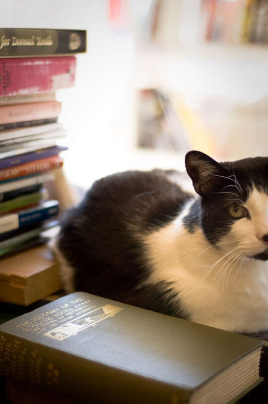 This adorable little beast was sunning herself in the window of a bookstore in downtown Lincoln, Nebraska.  I think the store was called A Novel Idea, or something equally charming.