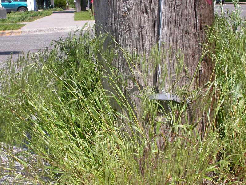Individual bunches are usually highly aggregated or secondary bunched to give rise to a mass of stems.