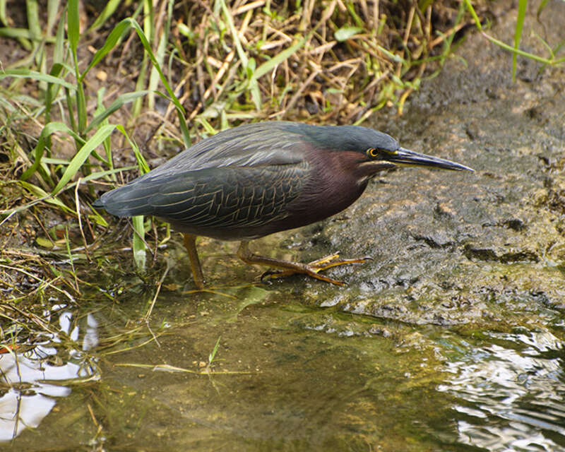 A Green Heron at Houston Zoo, Texas, United States. It is most likely to be a local wild bird seen as it was walking in the orangutan enclosure.