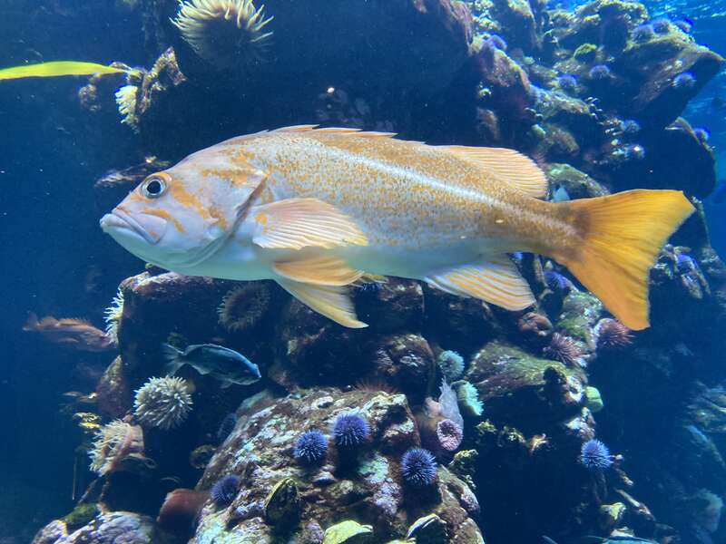 A canary rockfish photographed at the Stienhart Aquarium in San Francisco