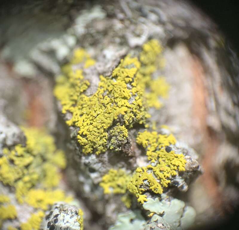 Candleflame Lichen (Candelaria concolor)