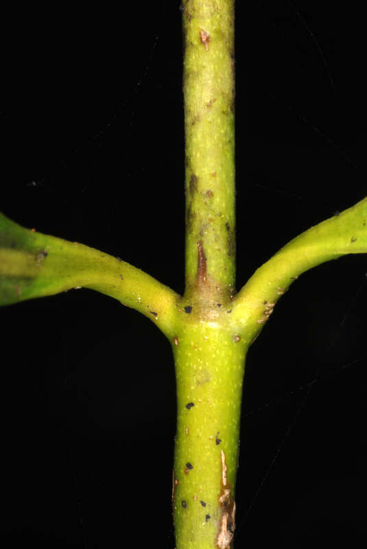 Chiococca alba