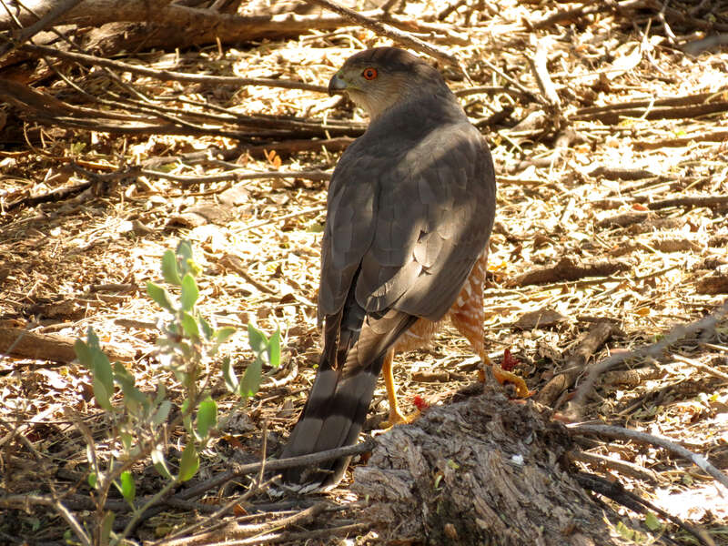 Accipiter cooperii with prey, hiding in the bushes from me &amp; a couple of inquisitive roadrunners.  Sabino Canyon, Santa Catalina Mountains, Tucson, Arizona, USA.