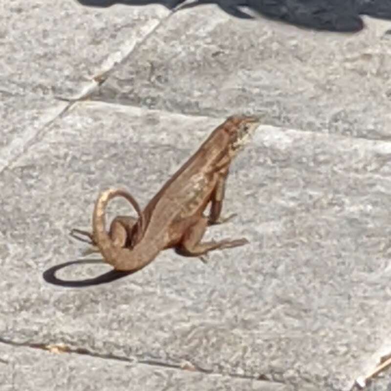 An invasive species from the Bahamas.