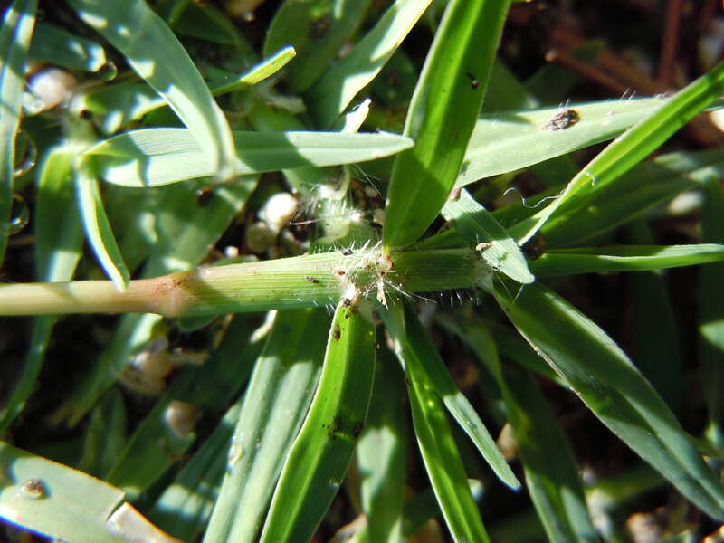 The common lawn grass in warm temperate regions of North America.