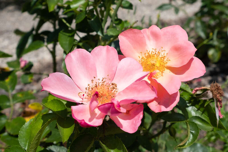 DSCF0163