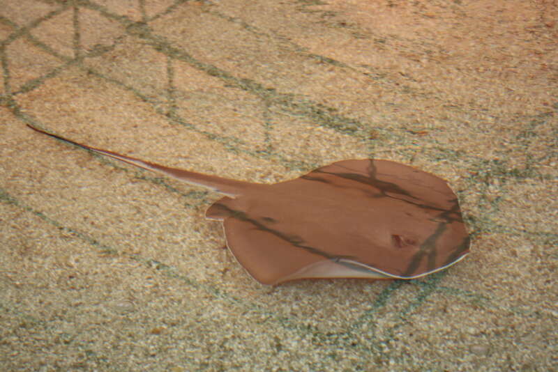 Bluntnose stingray (Dasyatis say) at the Miami Seaquarium