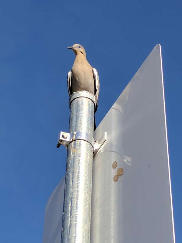 A desert dove atop a sign at the Archaeology Museum in El Paso, Texas.