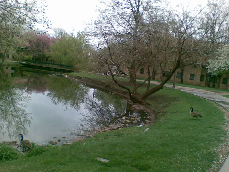 Ducks at Kittredge lake .