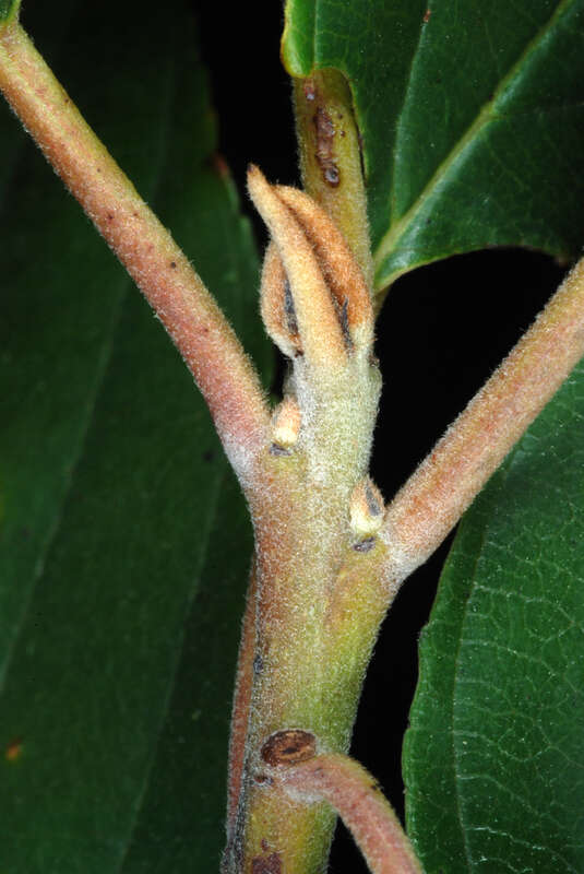 Frangula caroliniana