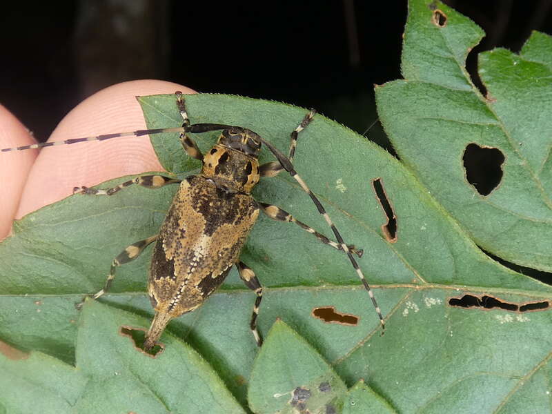 Graphisurus triangulifer in the United States