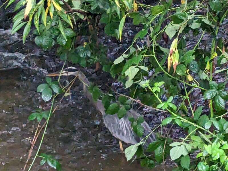 https://en.wikipedia.org/wiki/Great_blue_heron