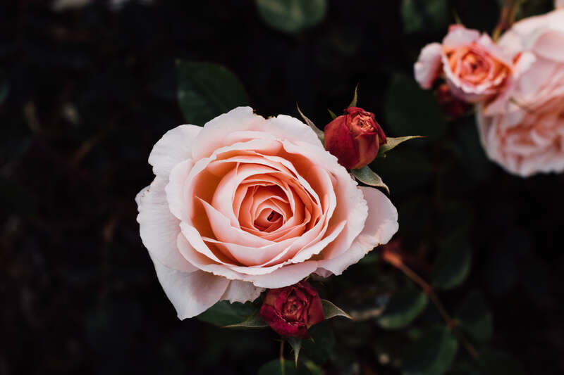 The Huntington Library, San Marino, United States