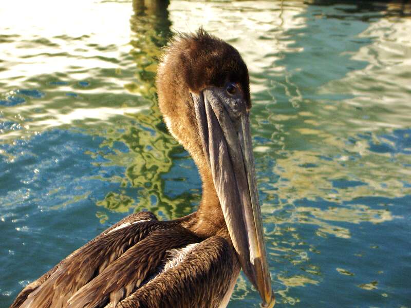 J'ai une belle tête, n'est ce pas? / Who is saying a young pelican cant be nice...?