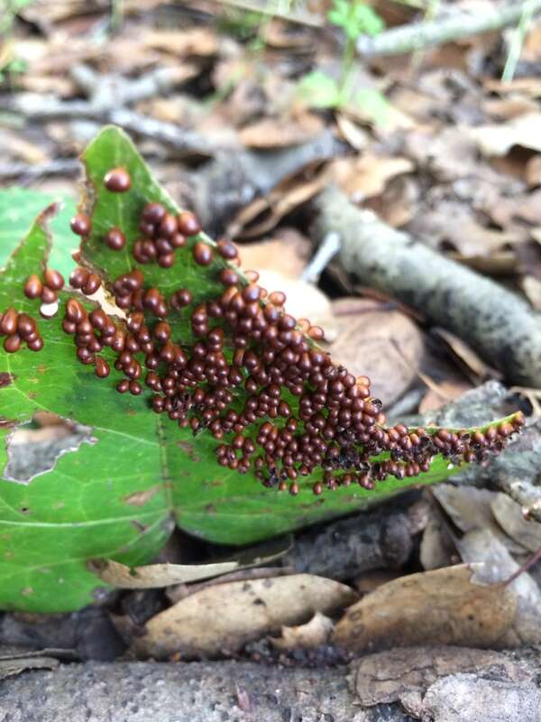 insect-egg slime (Leocarpus fragilis)