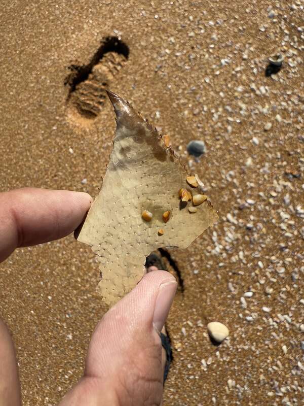 Atlantic Horseshoe Crab (Limulus polyphemus) in the United States