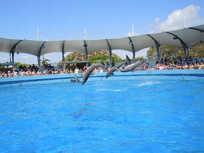 Miami Seaquarium: Dolphins  
Aquariums Florida