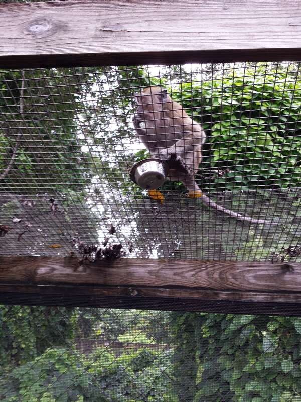 Monkey Jungle