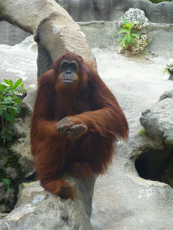 Monkey Jungle