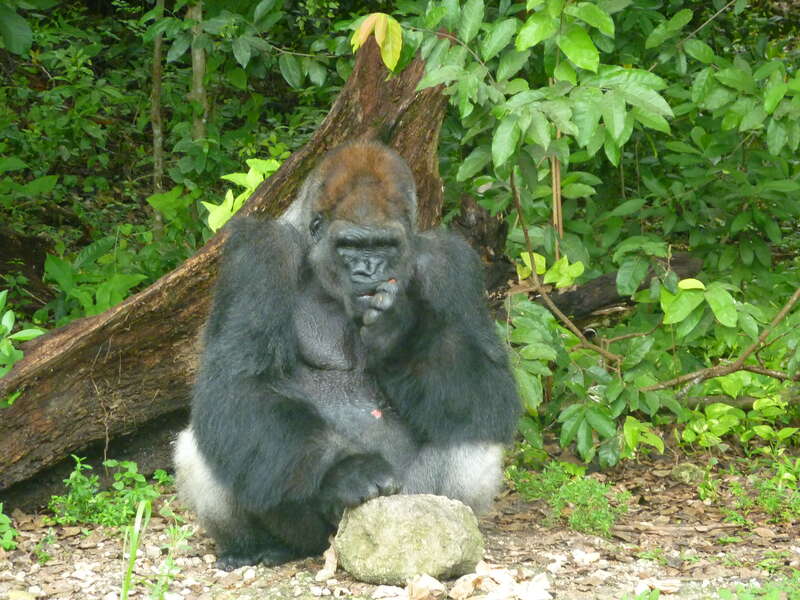 Monkey Jungle