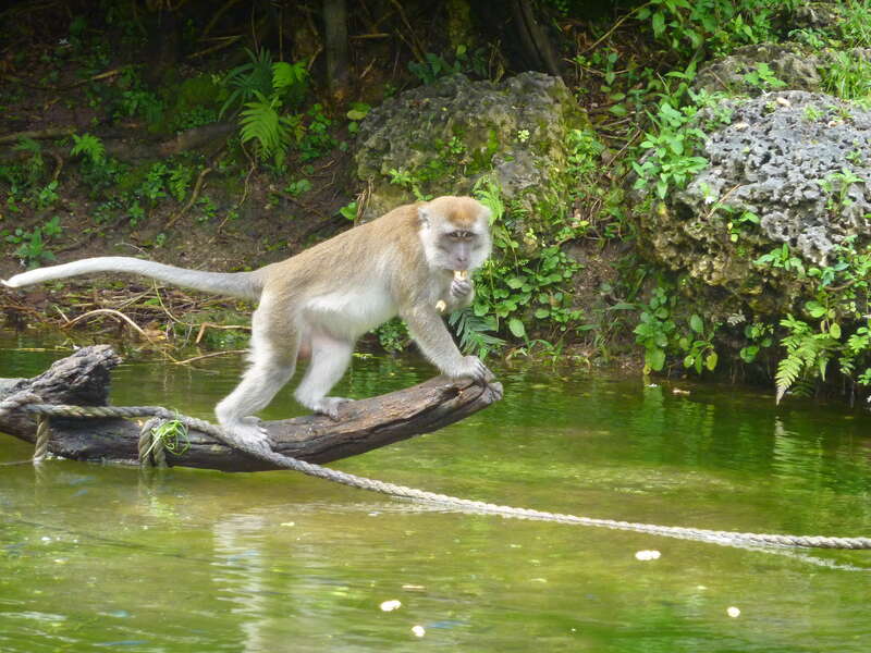 Monkey Jungle