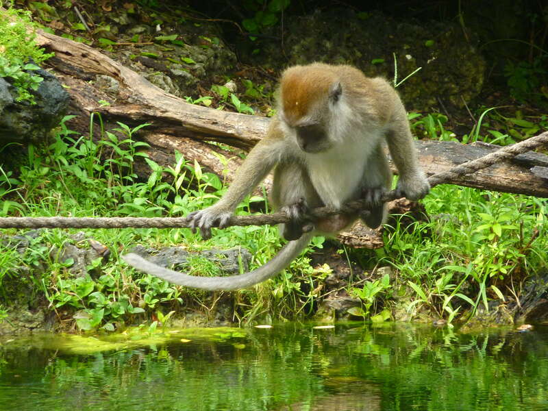 Monkey Jungle