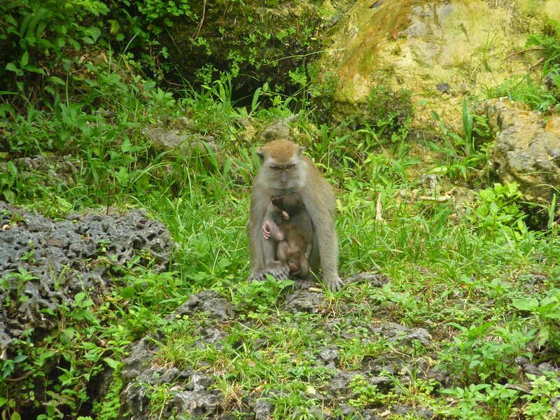 Monkey Jungle