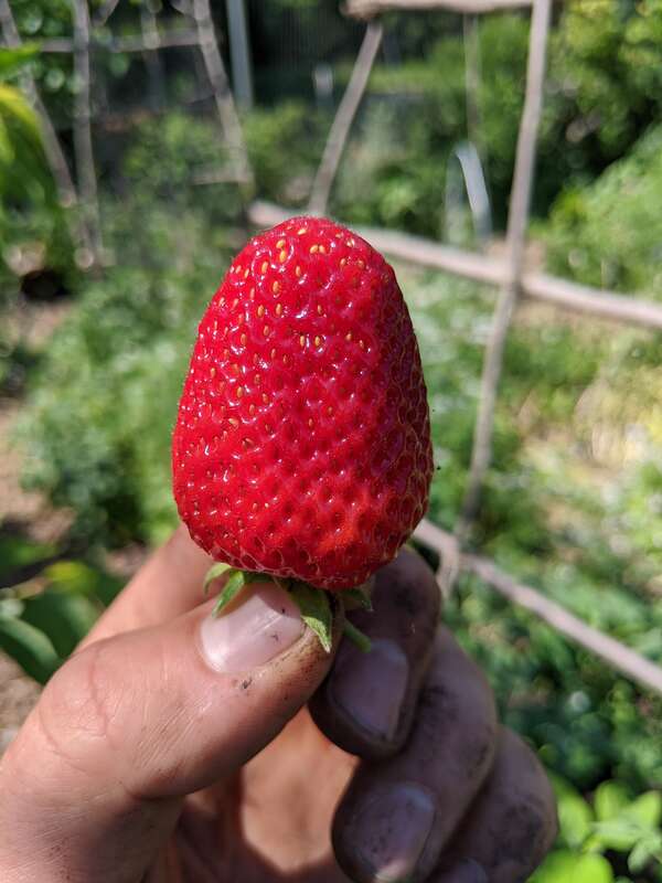 Organic Gardener Holding a Large June Bearing Strawberry