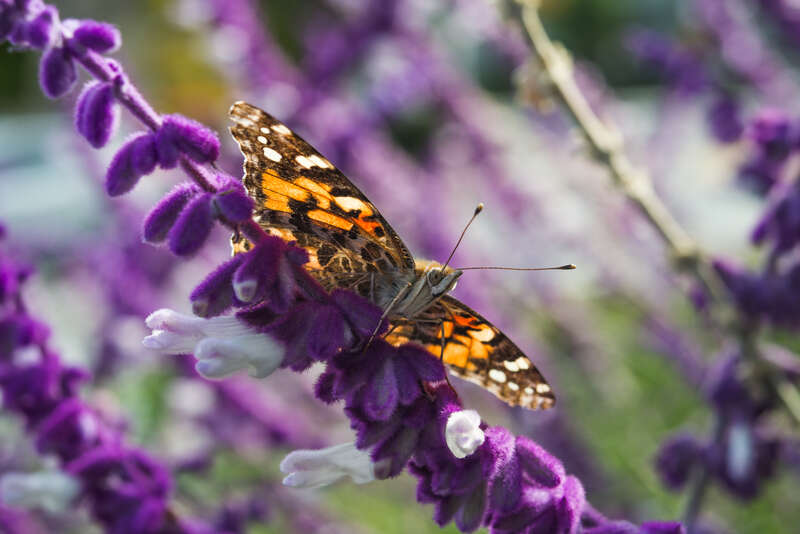 Painted Lady butterfly, perched atop a salvia leucantha bloom in late summer.
