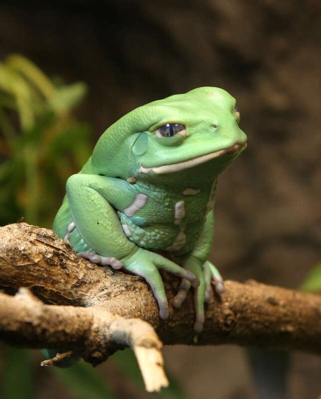 The waxy monkey leaf frog (Phyllomedusa sauvagii)