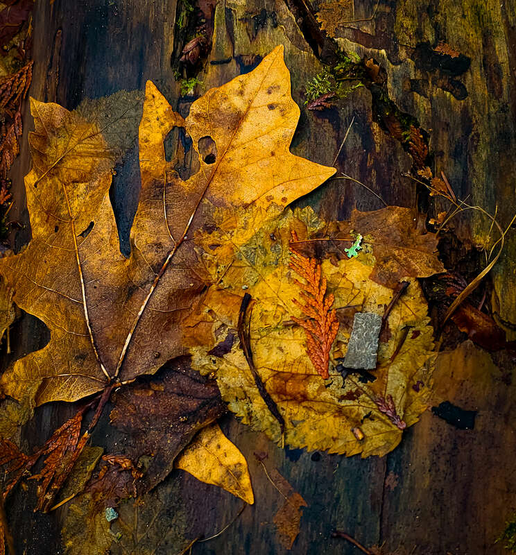 "Earth knows no desolation. She smells regeneration in the moist breath of decay." ~ George Meredith
Leaves and other debris on a tree trunk

Cowen Park, Seattle, Washington