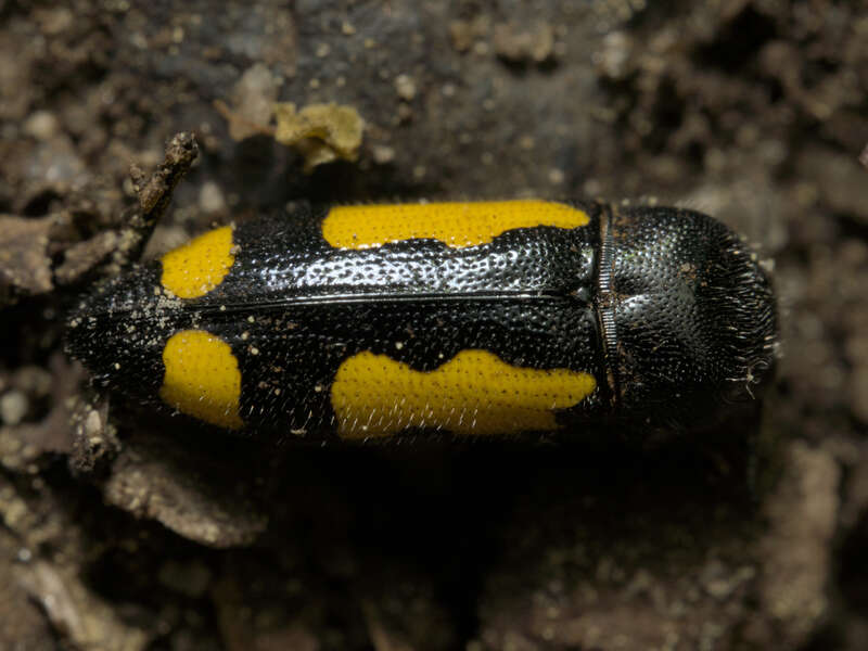 Redbud Borer (Ptosima gibbicollis) in the United States