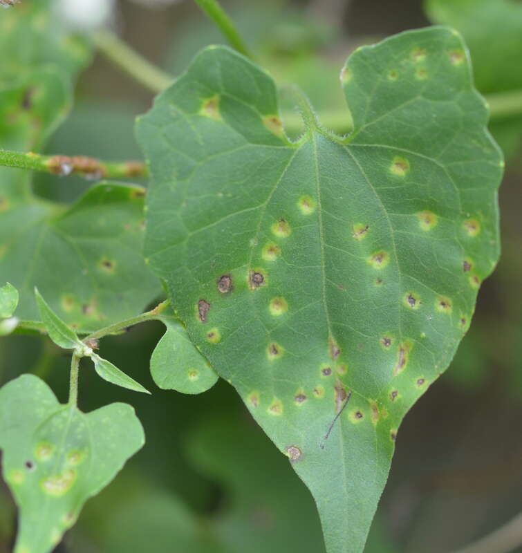 Puccinia spegazzinii